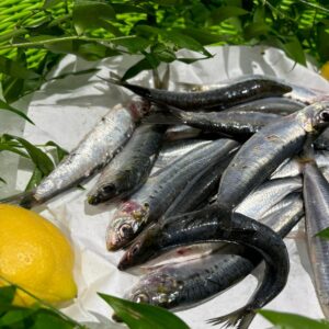 Sardines bretonne 1 kg non vidées