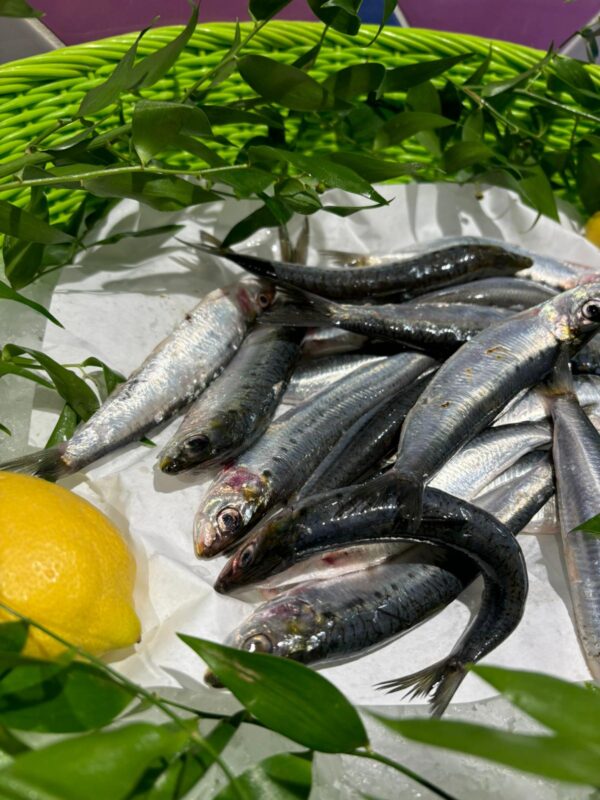 Sardines bretonne 1 kg non vidées