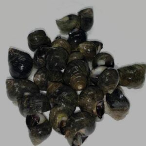 Bigorneaux cuits maison 200 gr