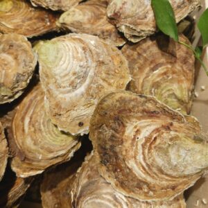 6 Huîtres Belons  taille numéro1