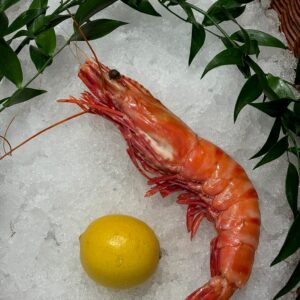 Crevette rose   sauvage royale  cuite  pièce de 120g environ