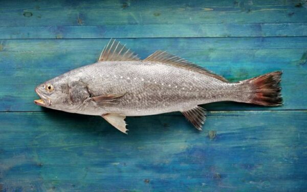Maigre  environ 750g entier  mis en filet