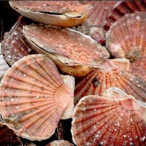 Coquilles Saint Jacques  Blanches 3kg