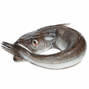 colinot pièce 7/800gr